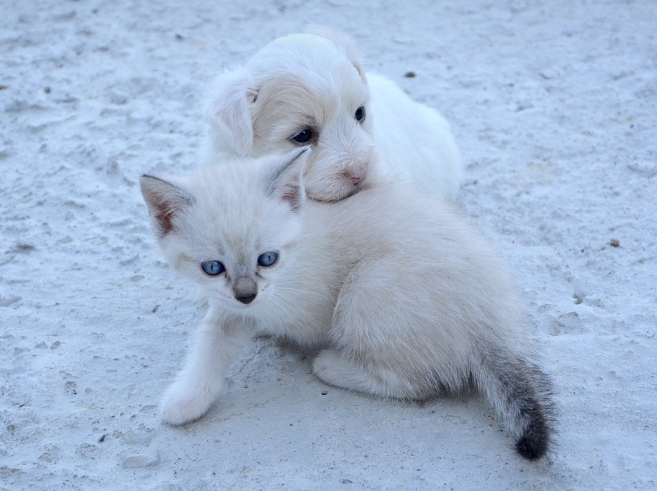 校园养的宠物猫怎么养活